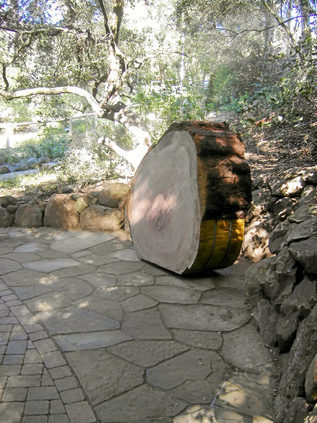 Redwood log in Arroyo Section