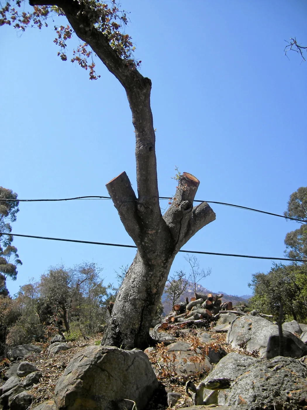 Jesusita Fire, Pritchett Trail