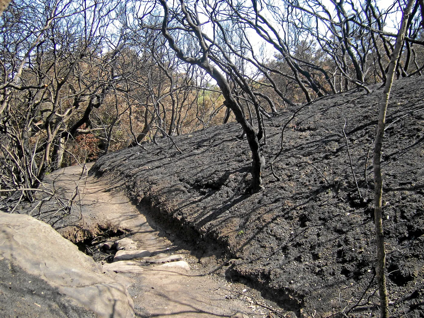 Jesusita Fire damage on the Pritchett Trail