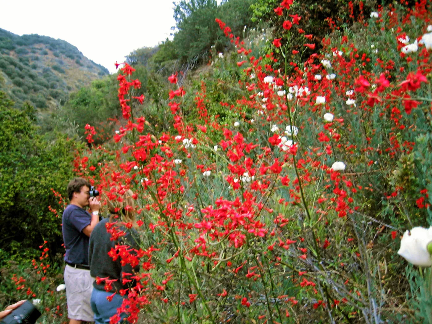 Andrew Wyatt taking pix of Delphinium cardinale, along HWY 33