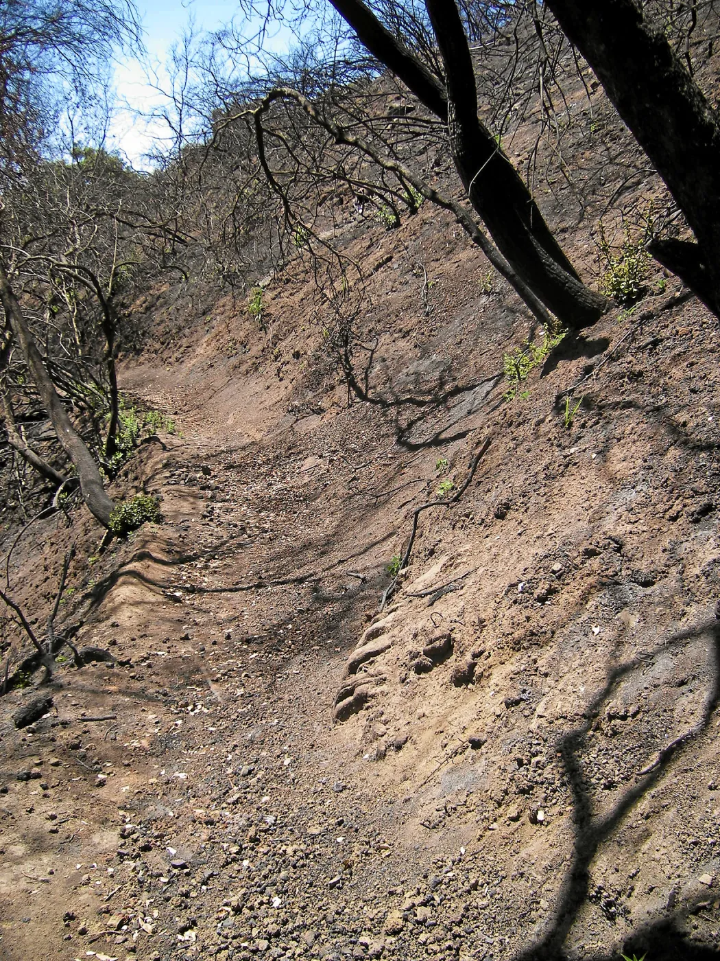 Erosion on the Pritchett Trail post Jesusita Fire