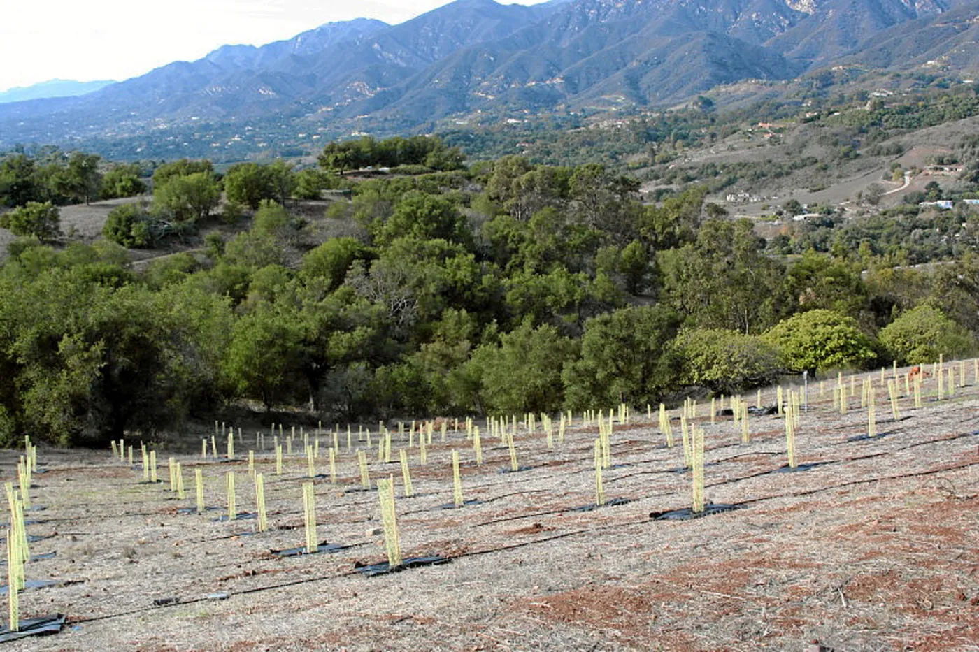 Torrey Pine planting at Hayhill property