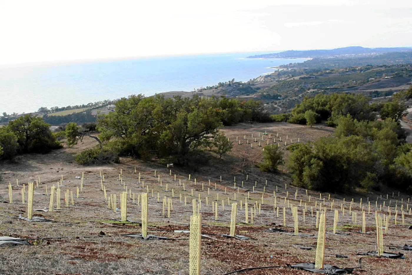 Torrey Pine planting at Hayhill property