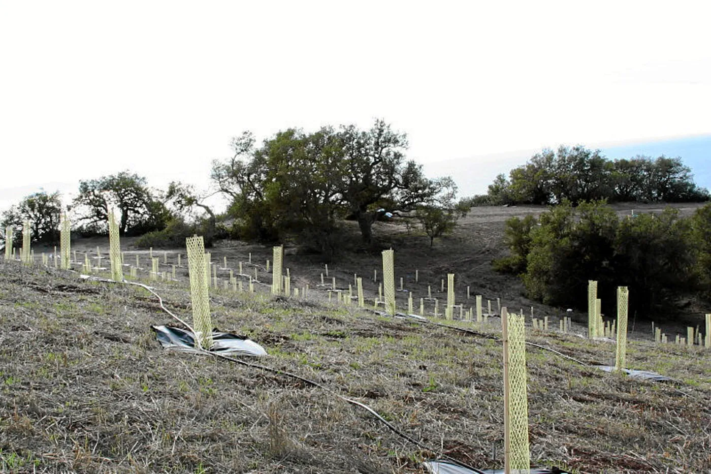Torrey Pine planting at Hayhill property