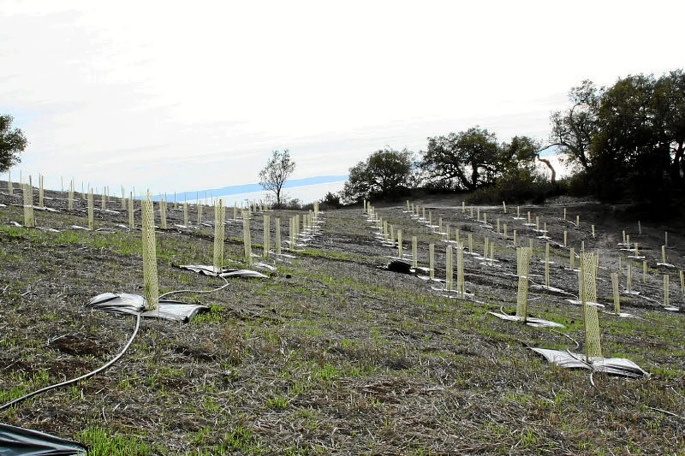 Torrey Pine planting at Hayhill property