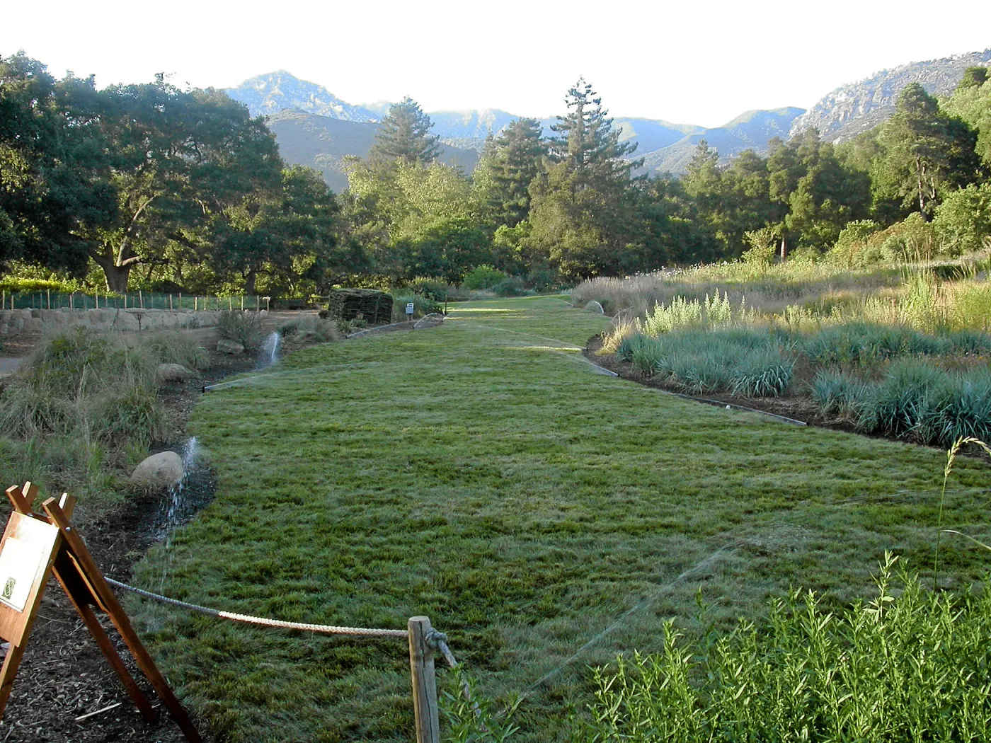 Festuca lawn installed, Meadow Lawn 2008