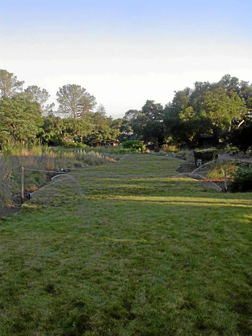 Festuca lawn installed, Meadow Lawn 2008