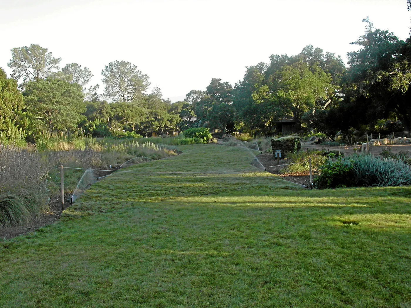 Festuca lawn installed, Meadow Lawn 2008