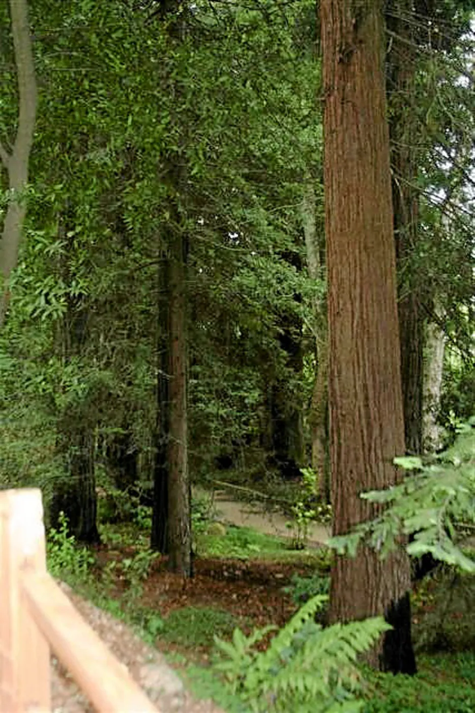 Fog dripline in the Redwood section