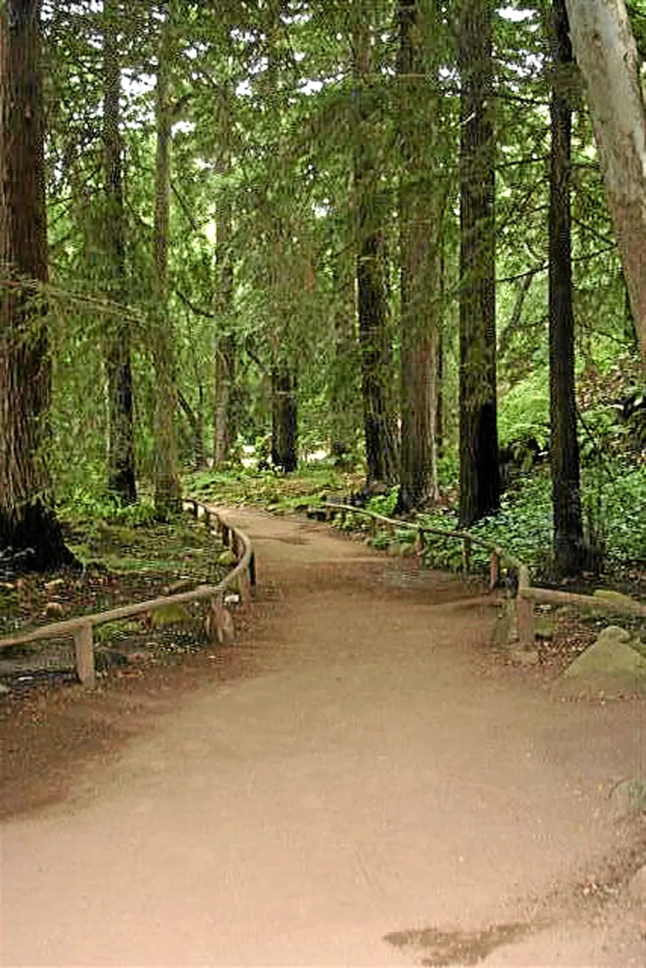 Fog dripline in the Redwood section