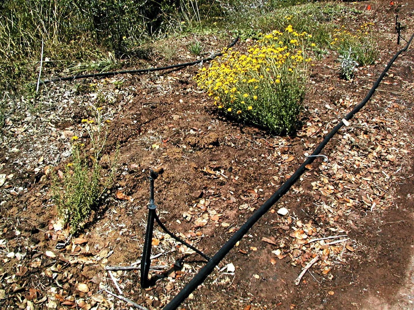 Road edge planting, Eriophyllum, Hayhill, Toro canyon