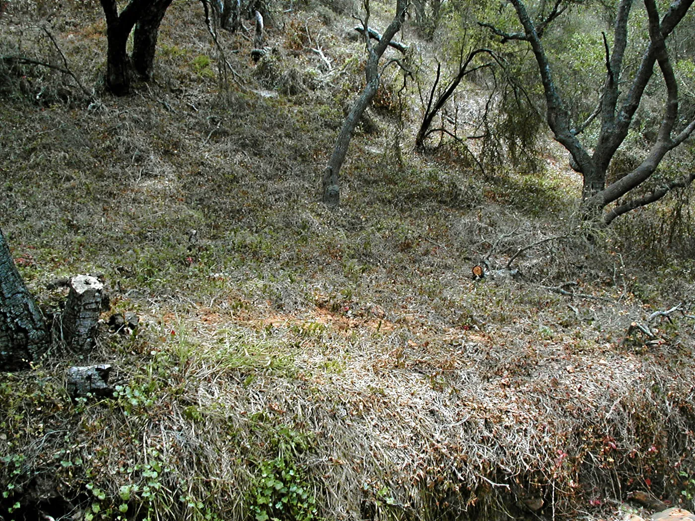 Hayhill, Toro Canyon, Fall