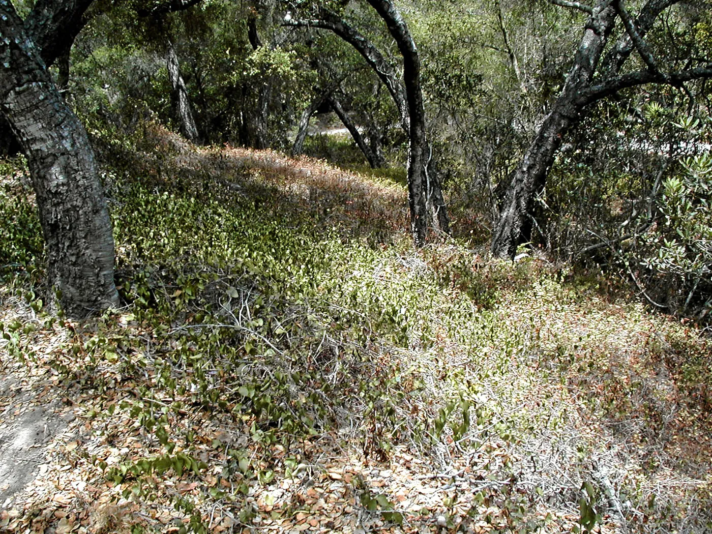 Hayhill, Toro Canyon, Fall