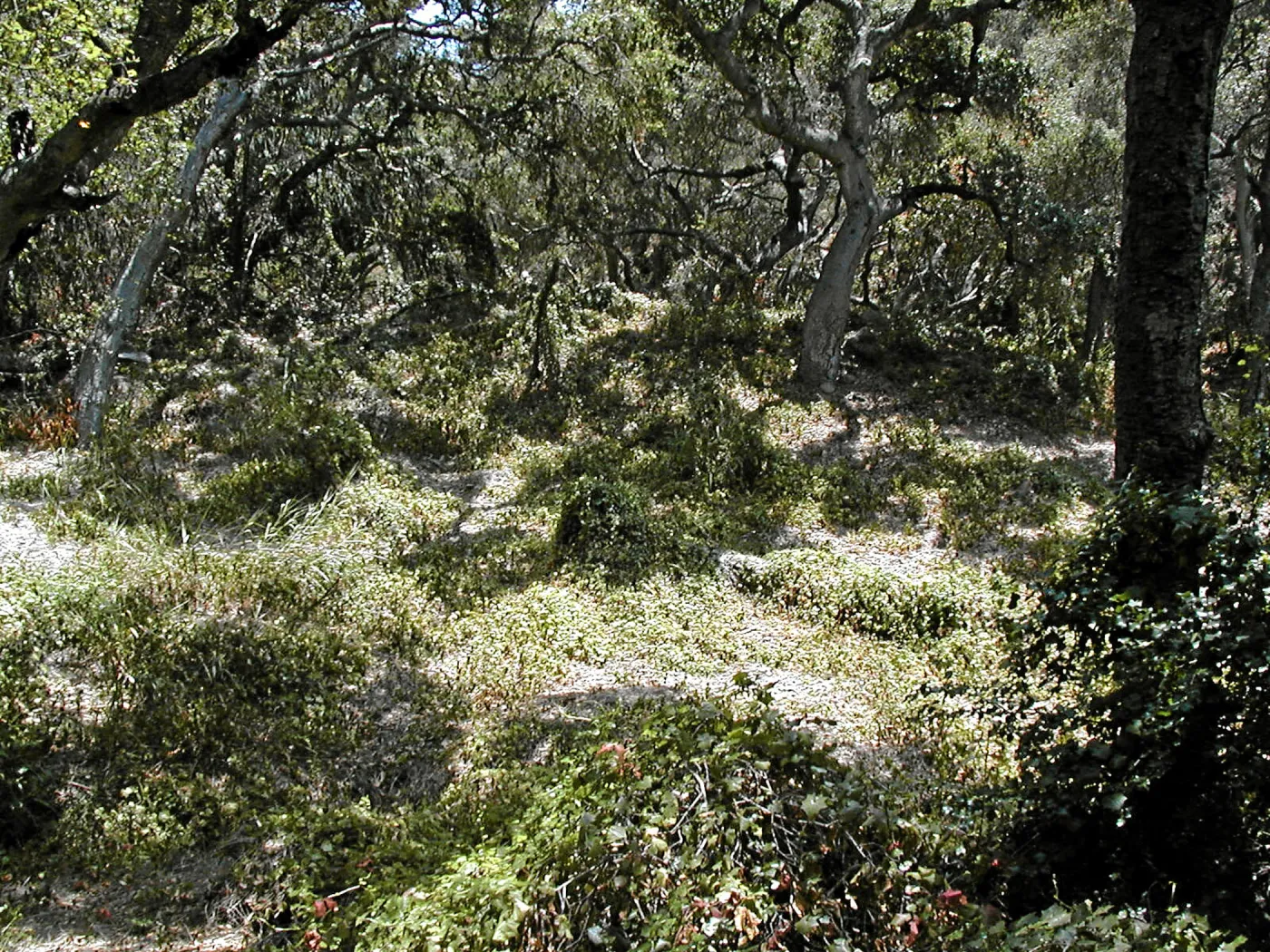 Toro canyon, summer