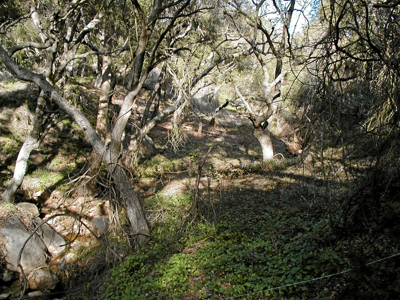 Toro canyon, winter