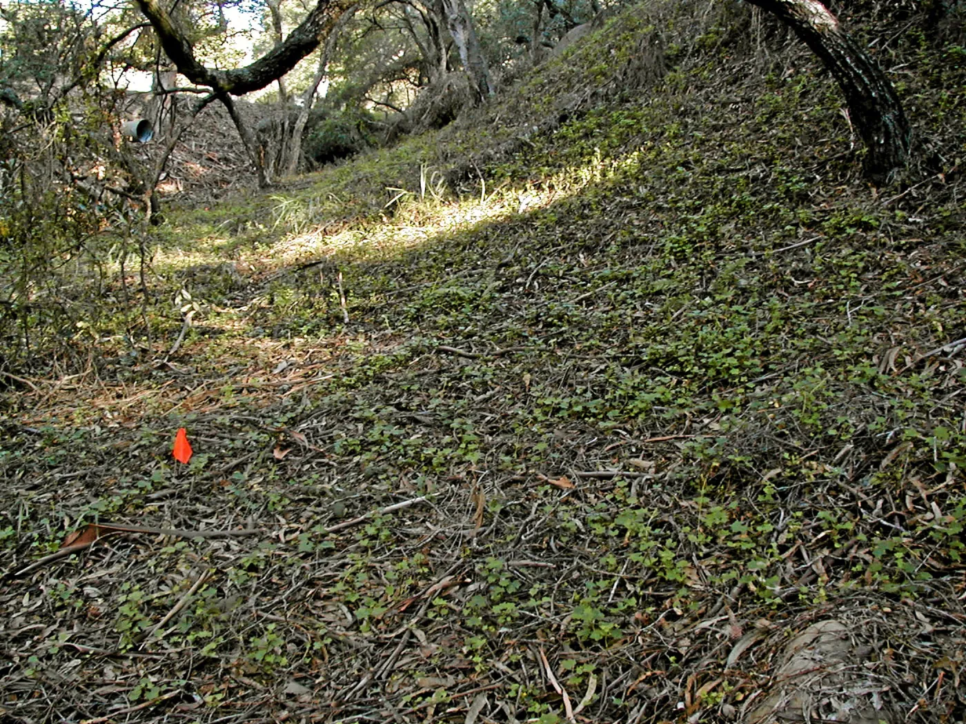 Toro canyon, winter