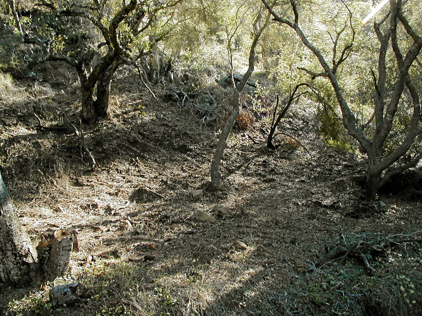 Toro canyon, winter