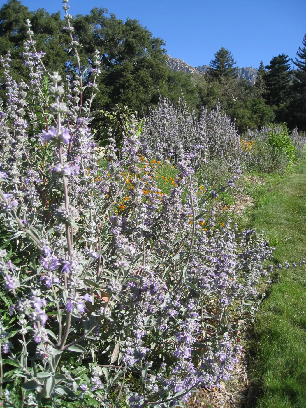 Salvia Desperado in Meadow border (Sage)