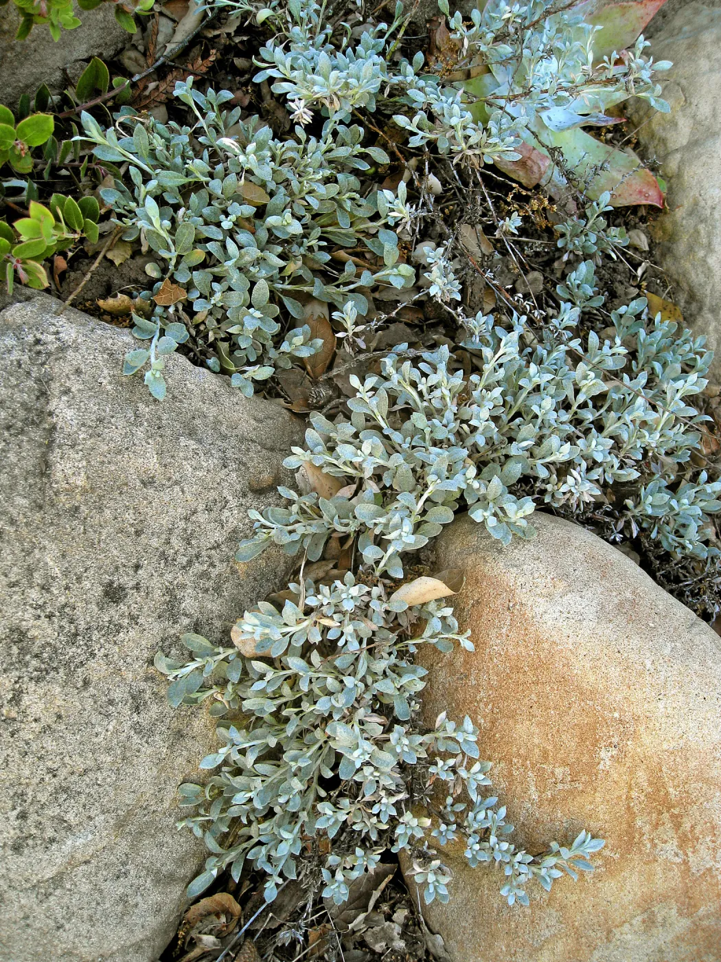 Eriogonum wrightii at SBBG