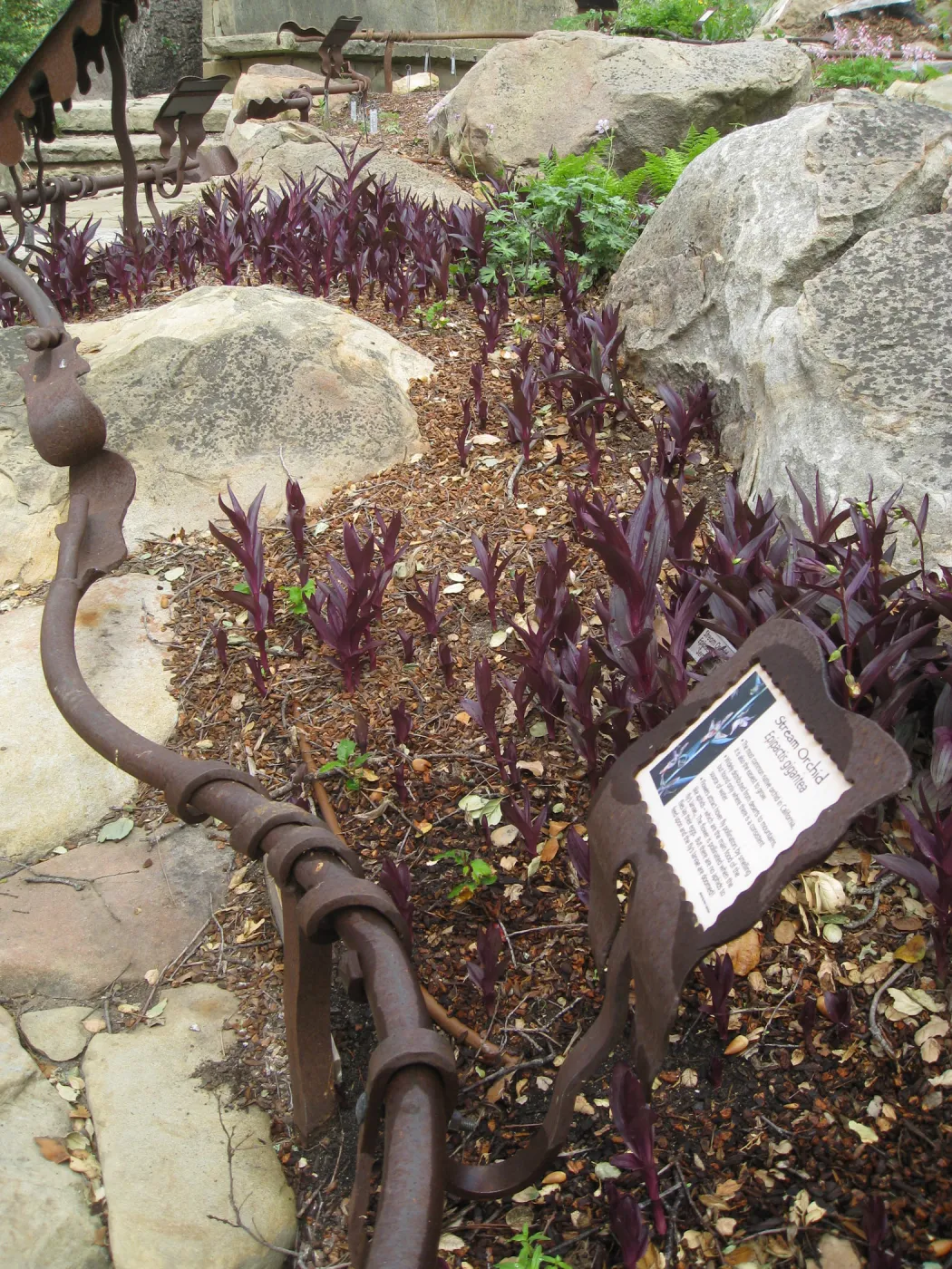 Epipactis 'Serpentine Night' in Orchid Display