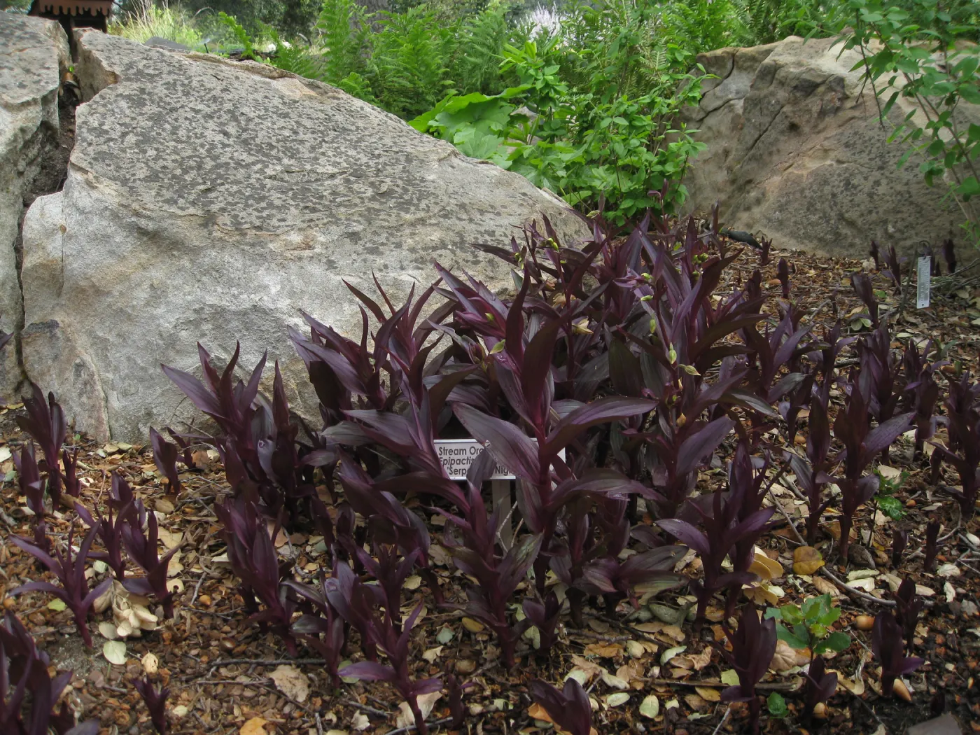 Epipactis 'Serpentine Night' in Orchid Display