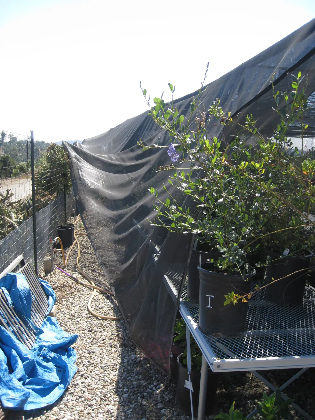 New shade cloth at lower canyard