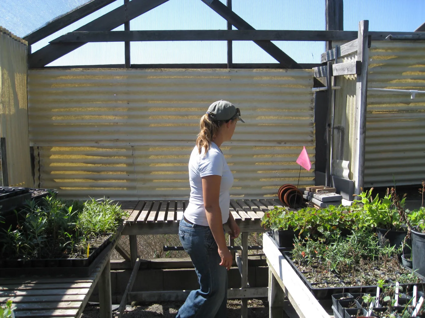 Heather Wehnau at Hort unit nursery shade house