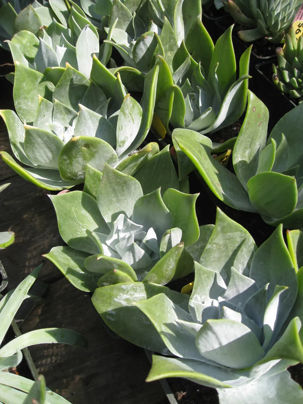 Fall plant sale setup, Dudleya (liveforevers)