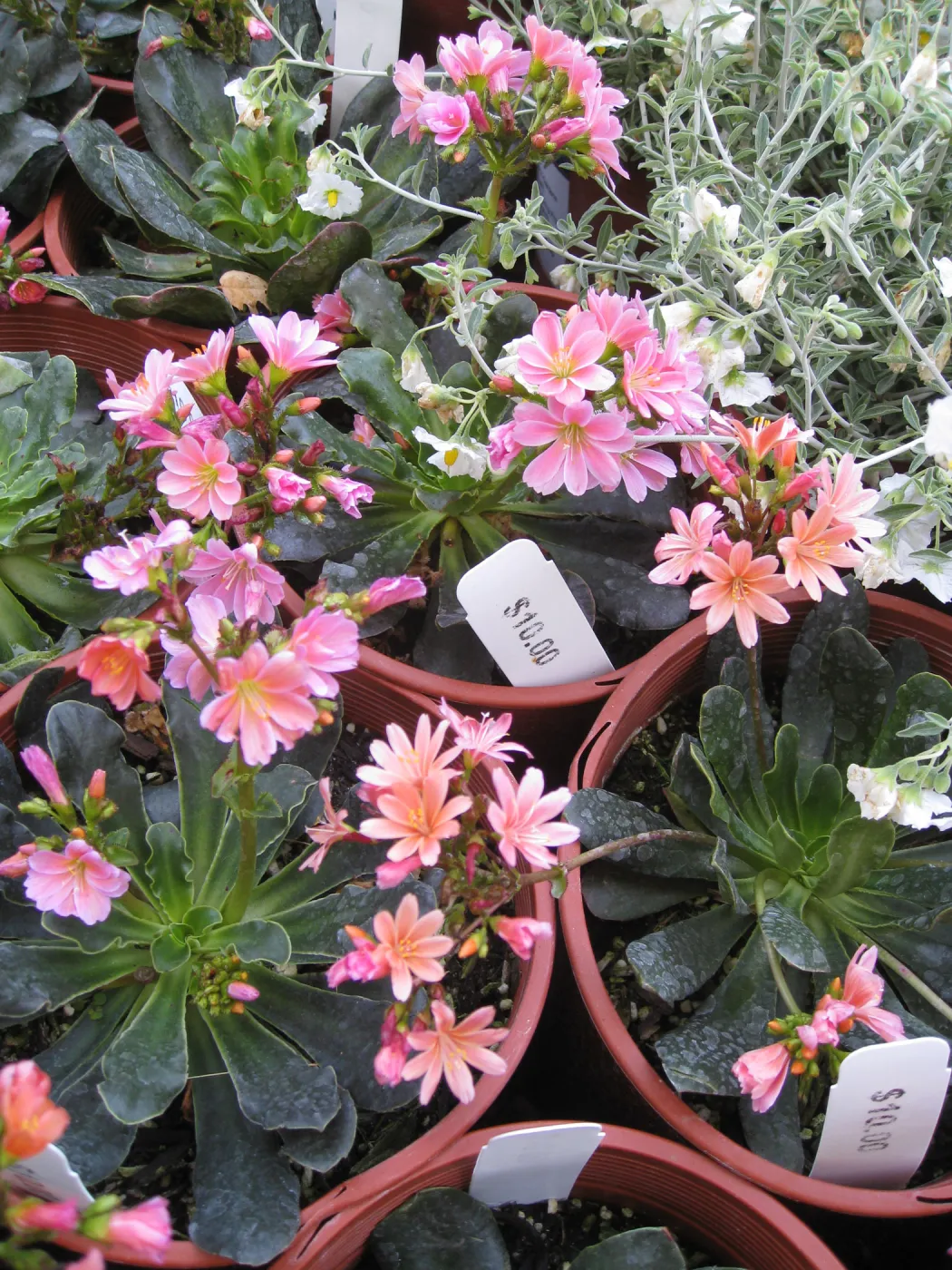 Fall plant sale setup, Lewisia