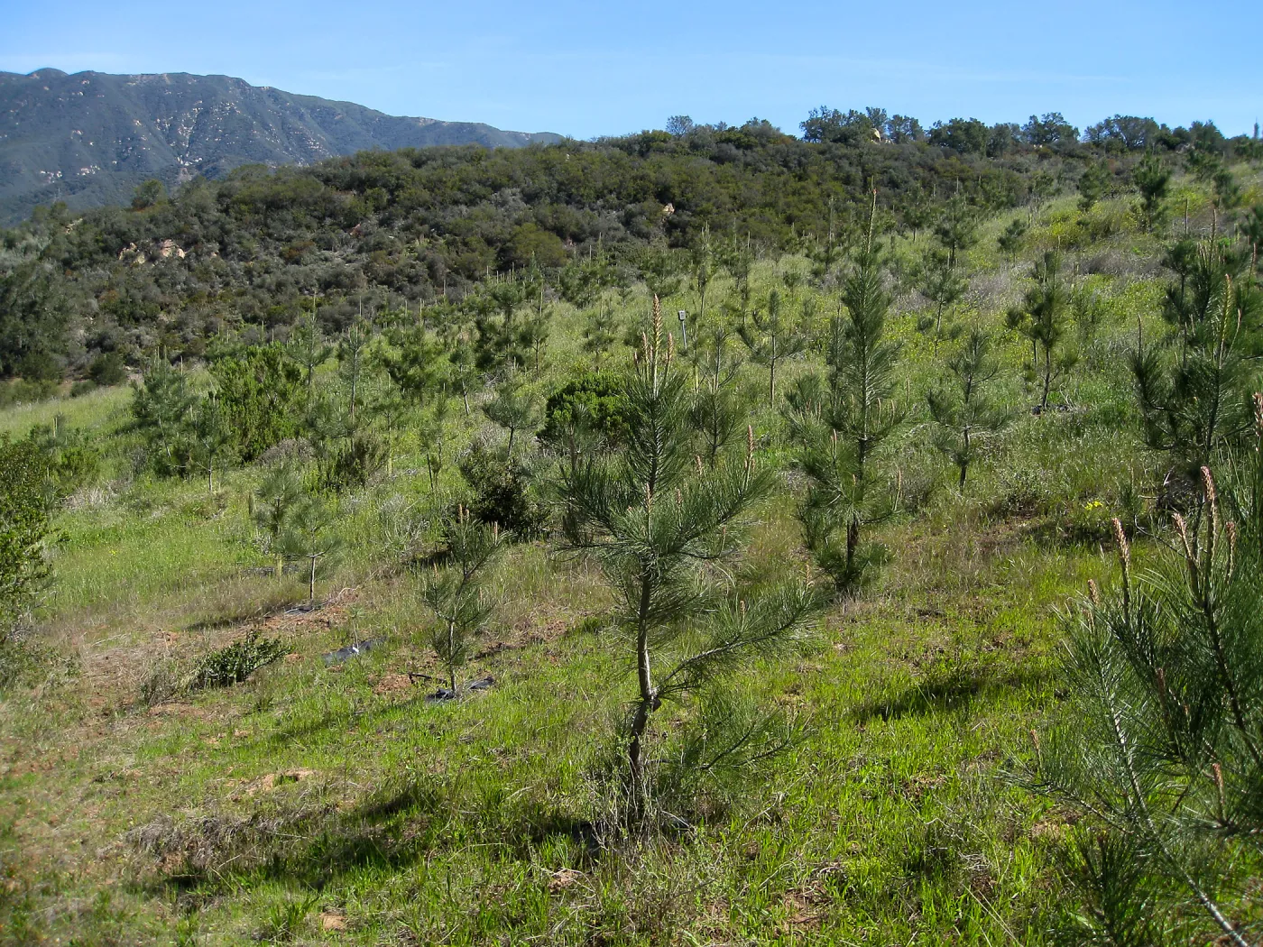 Torrey Pine plantation at Hay Hill