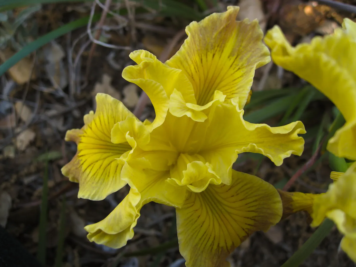 Iris Poppy, 05-19 in D 24