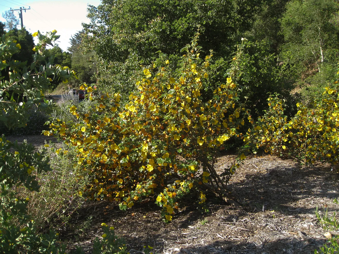 Fremontodendron in bloom at the Tunnel Triangle