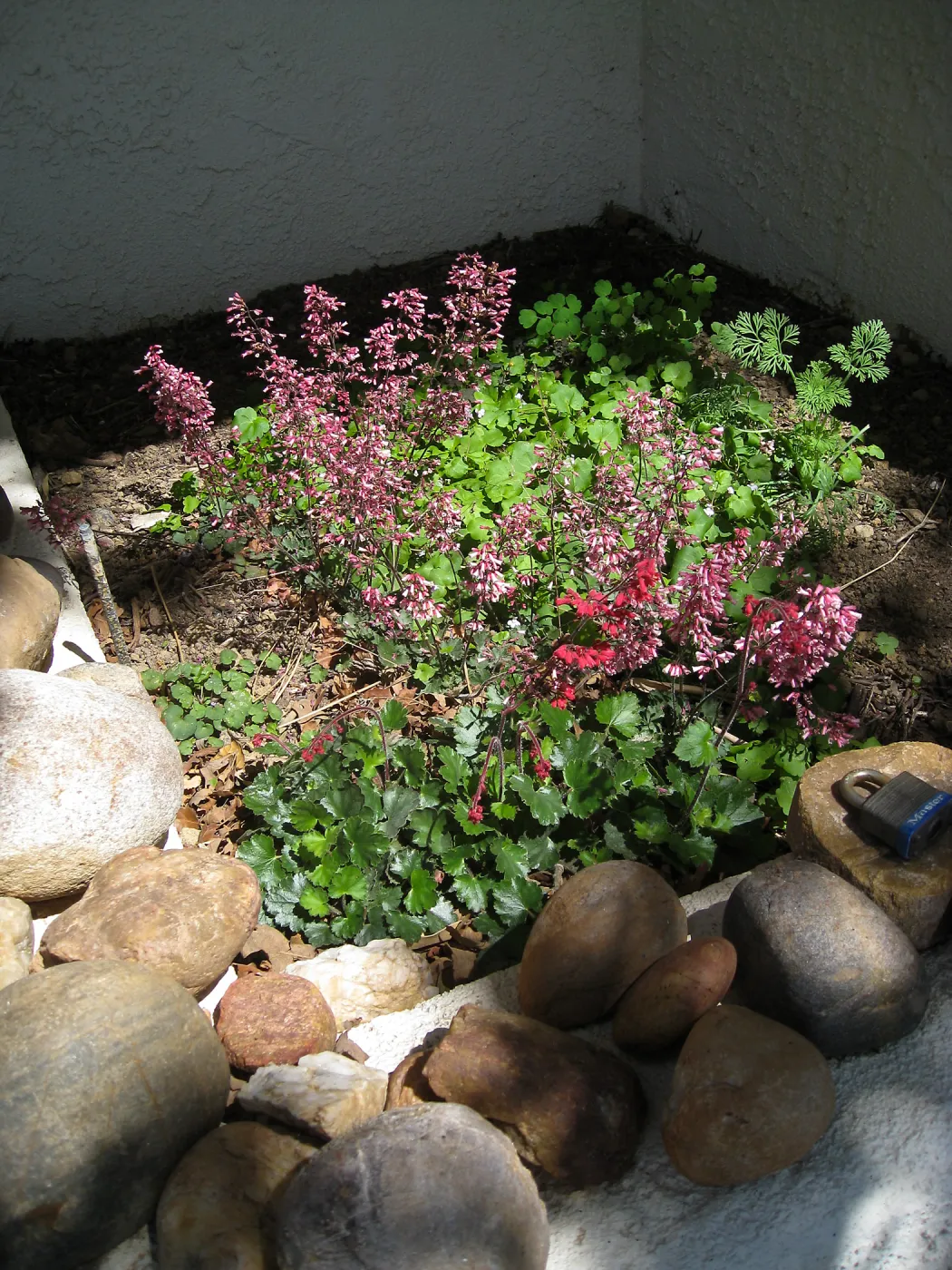 Heuchera â€˜Canyon Quartet' at Wallin Garden