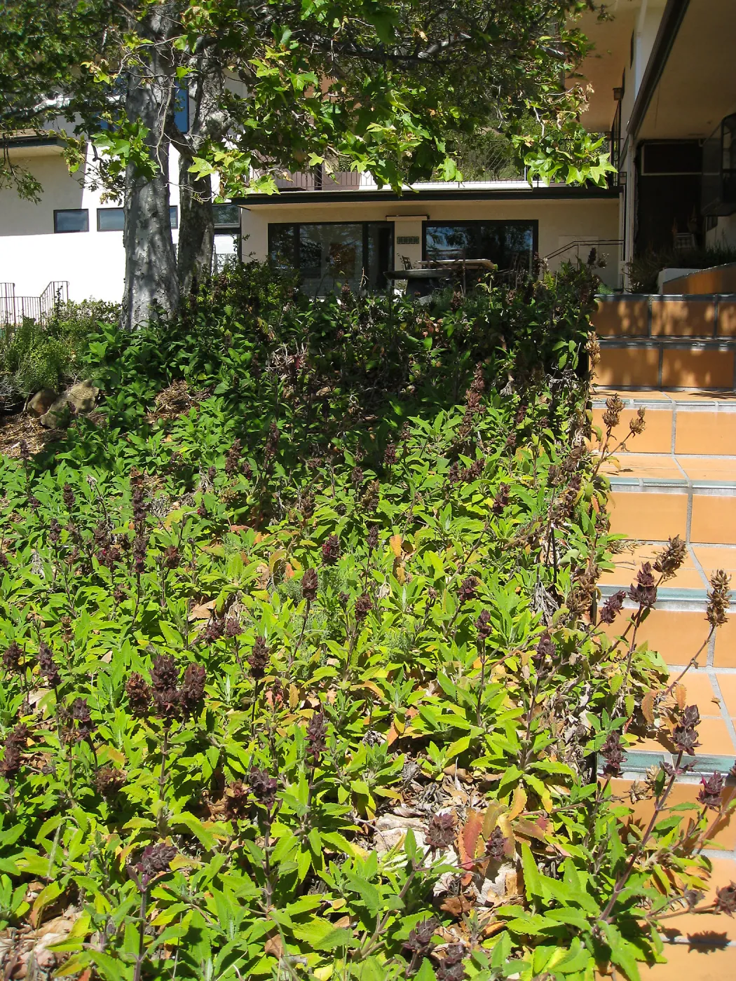 Hummingbird sage at the Wallin garden
