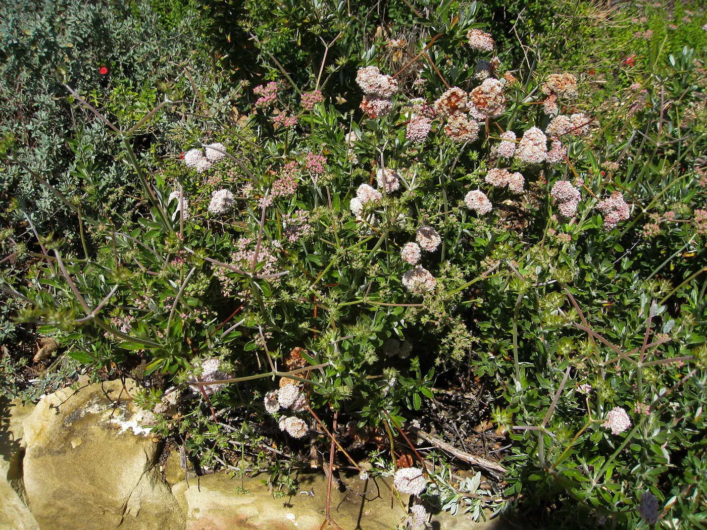 Eriogonum parvifolium in the Wallin garden