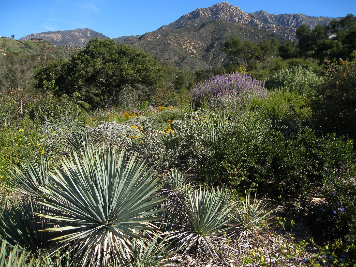 Bush lupine (Lupinus albifrons) on the Porter Trail