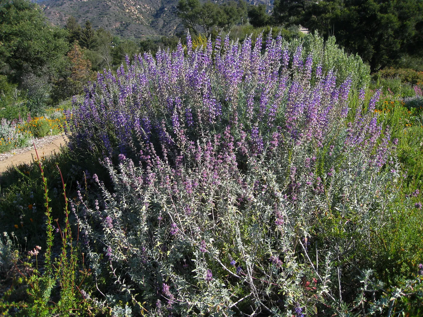 Bush lupine (Lupinus albifrons) on the Porter Trail