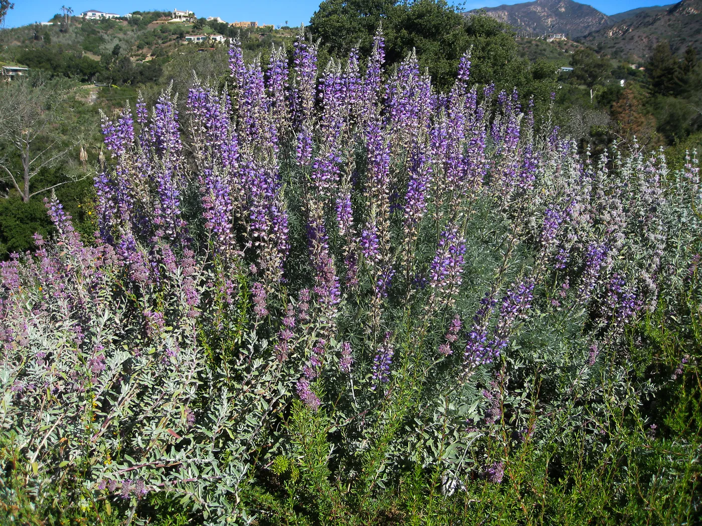 Bush lupine (Lupinus albifrons) on the Porter Trail