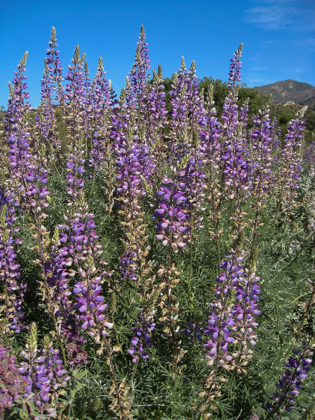 Bush lupine (Lupinus albifrons) on the Porter Trail