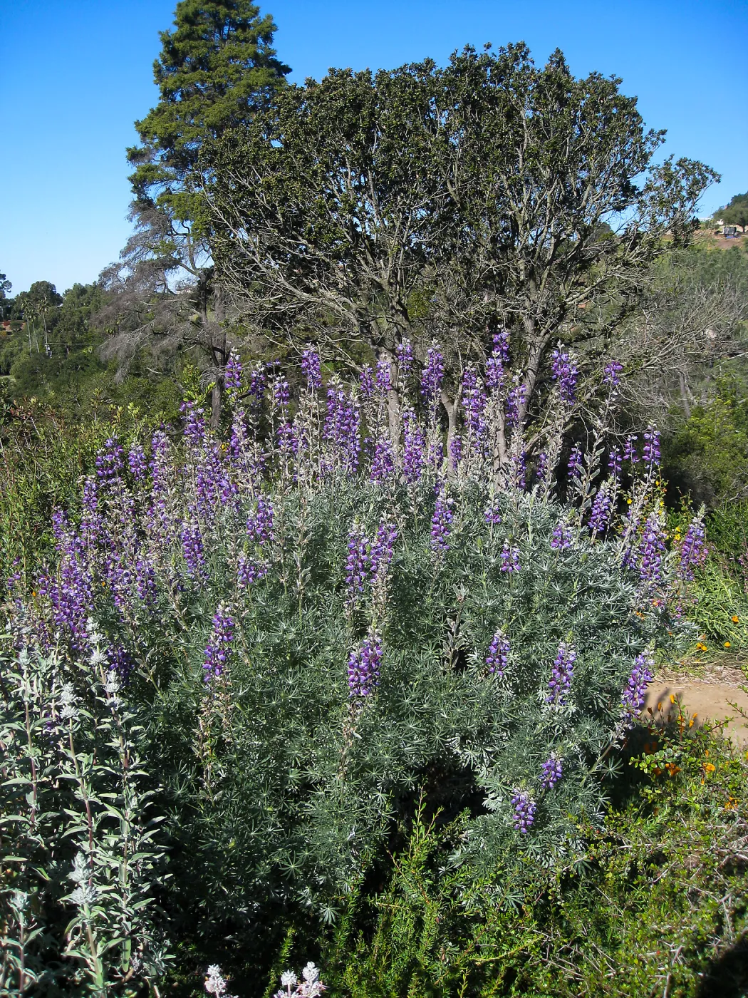 Bush lupine (Lupinus albifrons) on the Porter Trail