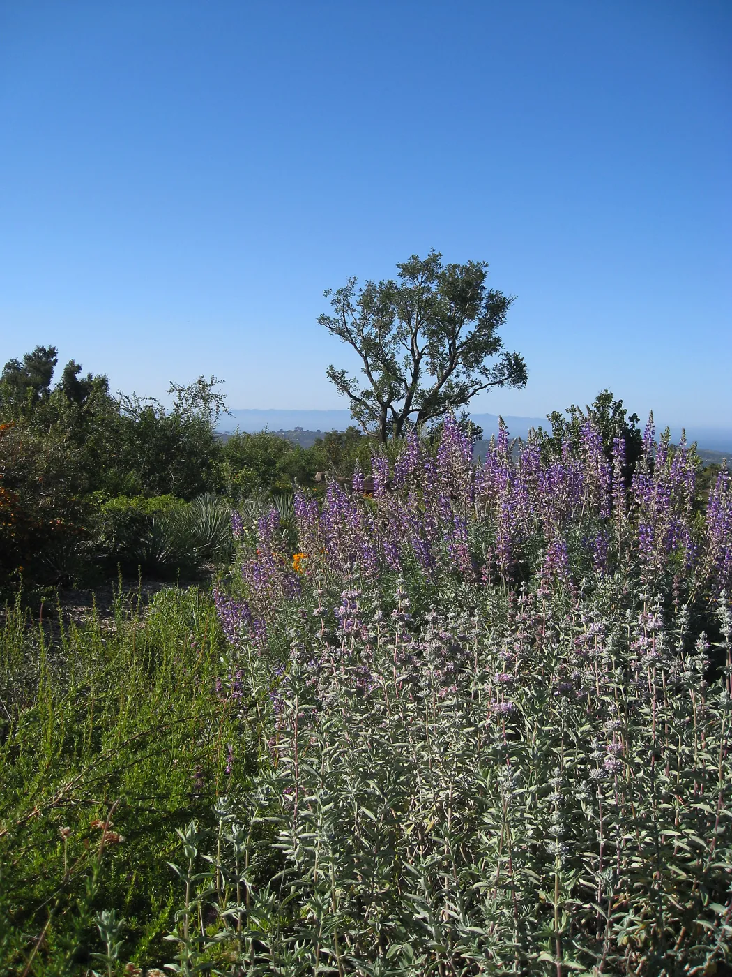 Bush lupine and purple sage on the Porter Trail