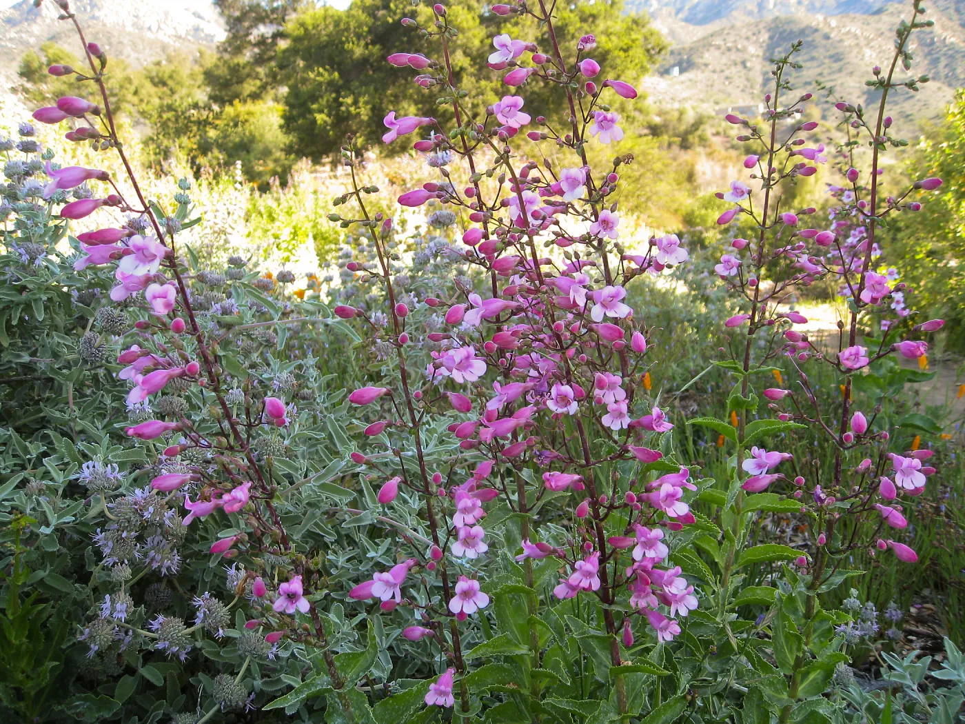 Penstemon spectabilis hybrids on the Porter Trail