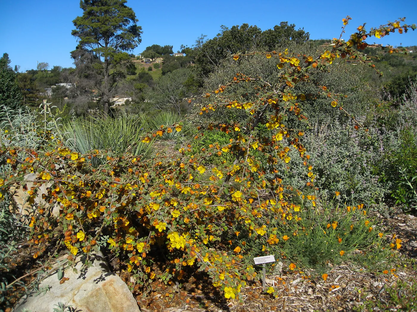 Fremontia 'El Dorado Gold' on the Porter Trail