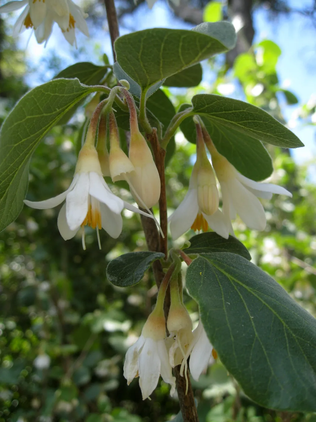 Styrax redivivus on the Campbell Trail