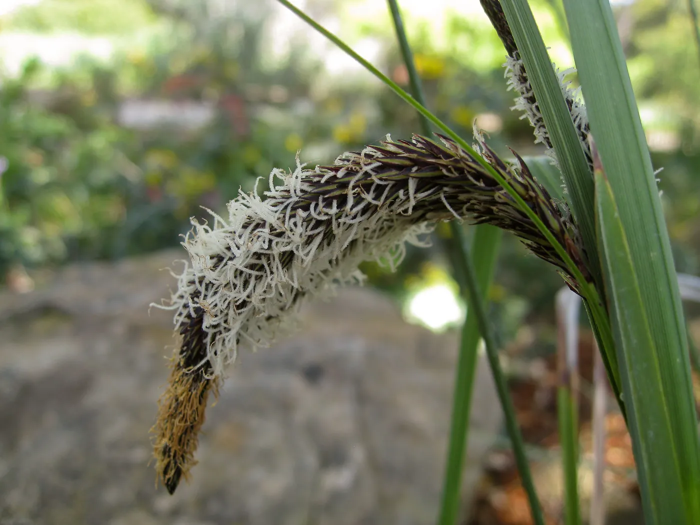 Carex flower