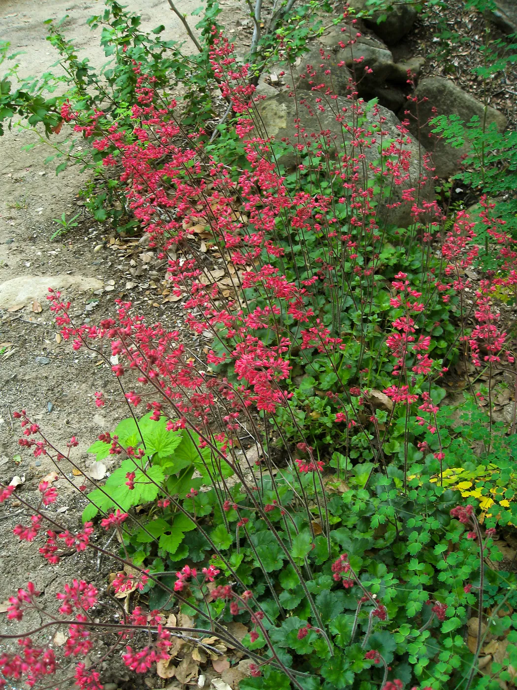Heuchera 'Canyon Delight'