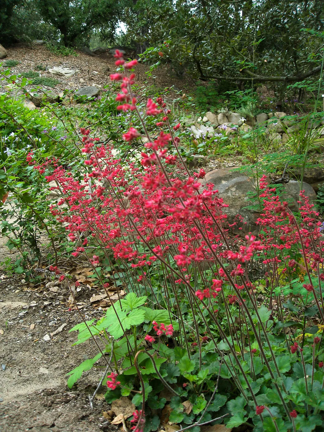 Heuchera 'Canyon Delight'