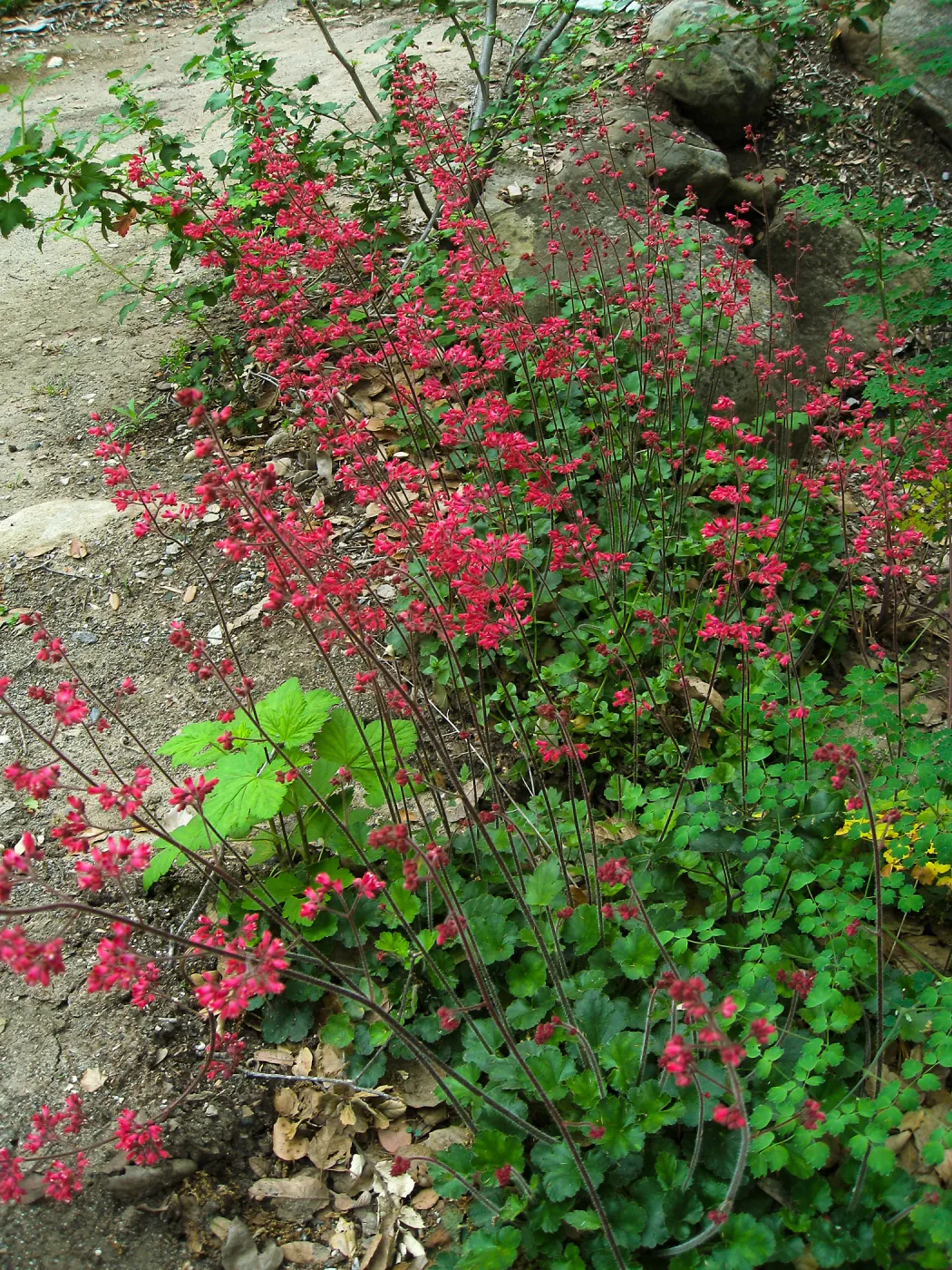 Heuchera 'Canyon Delight'