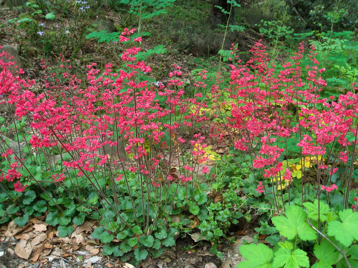 Heuchera 'Canyon Delight' in the Arroyo