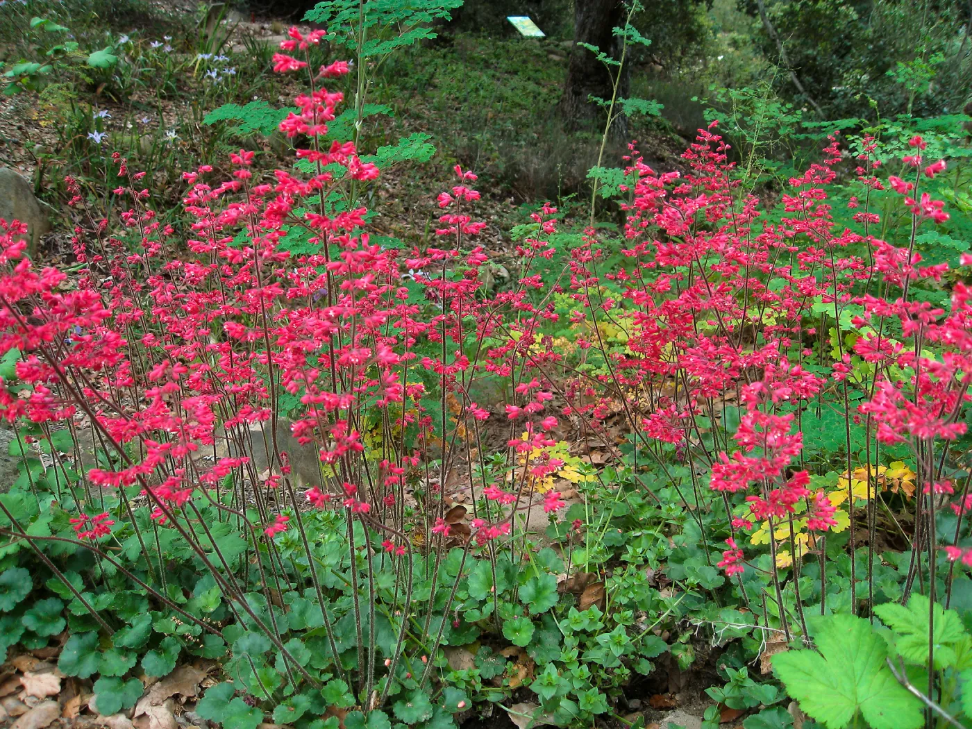 Heuchera 'Canyon Delight'